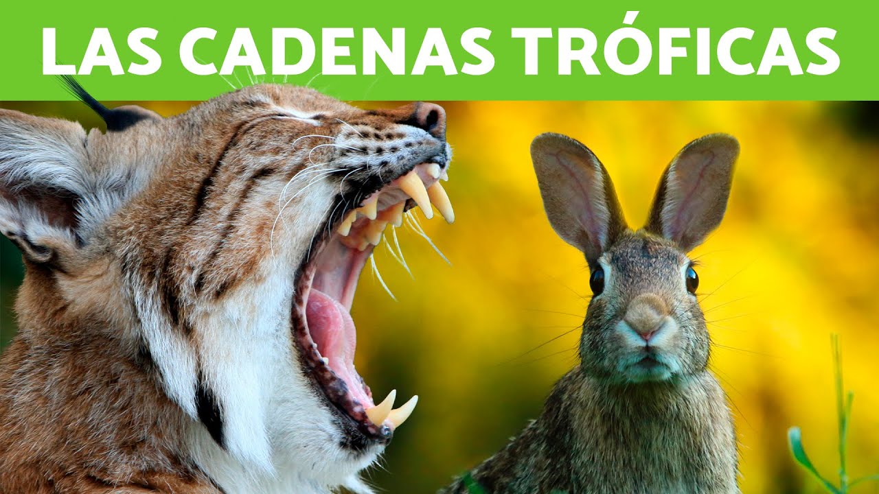 Cadena vs. trama alimentaria