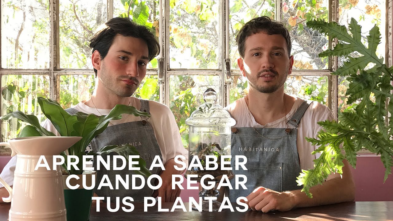 Cantidad adecuada de agua para regar una planta