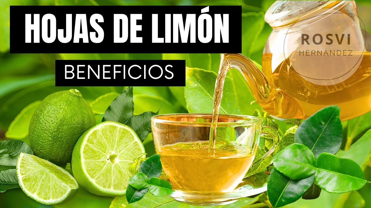 Características de la hoja de limón que te sorprenderán