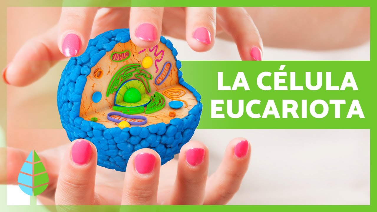 Características de las células eucariotas