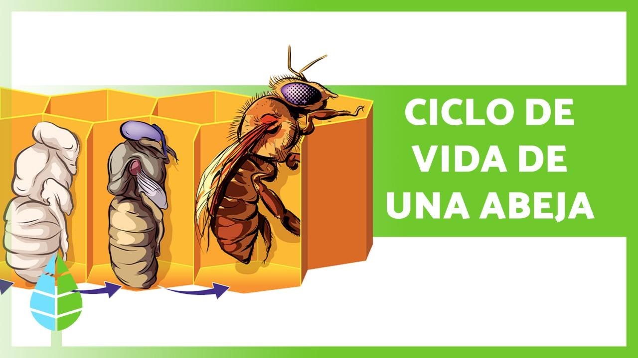 Ciclo de vida de la abeja reina