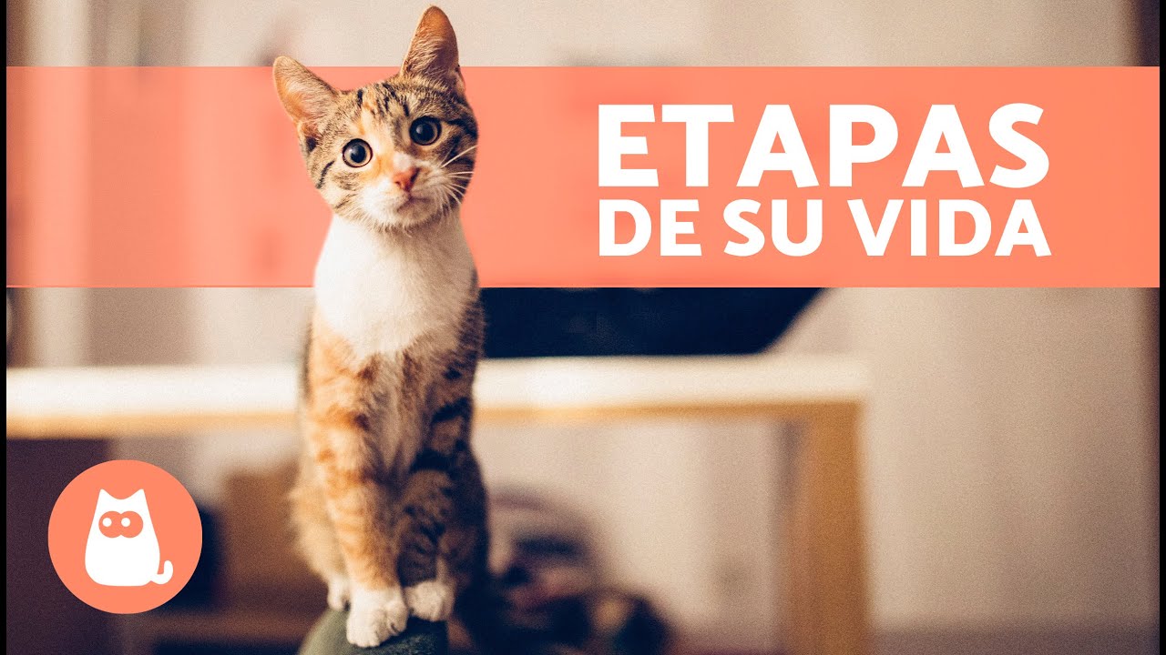 Ciclo de vida de un gato
