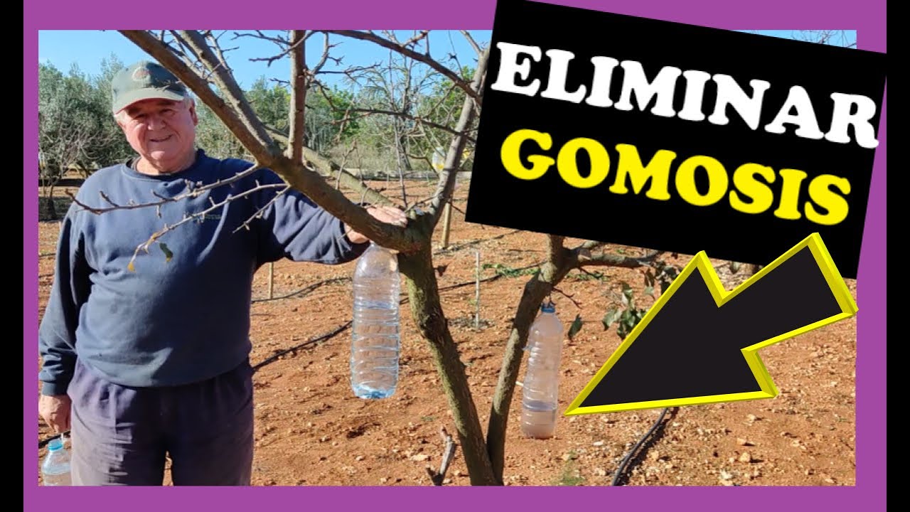 Cómo combatir la gomosis en los duraznos