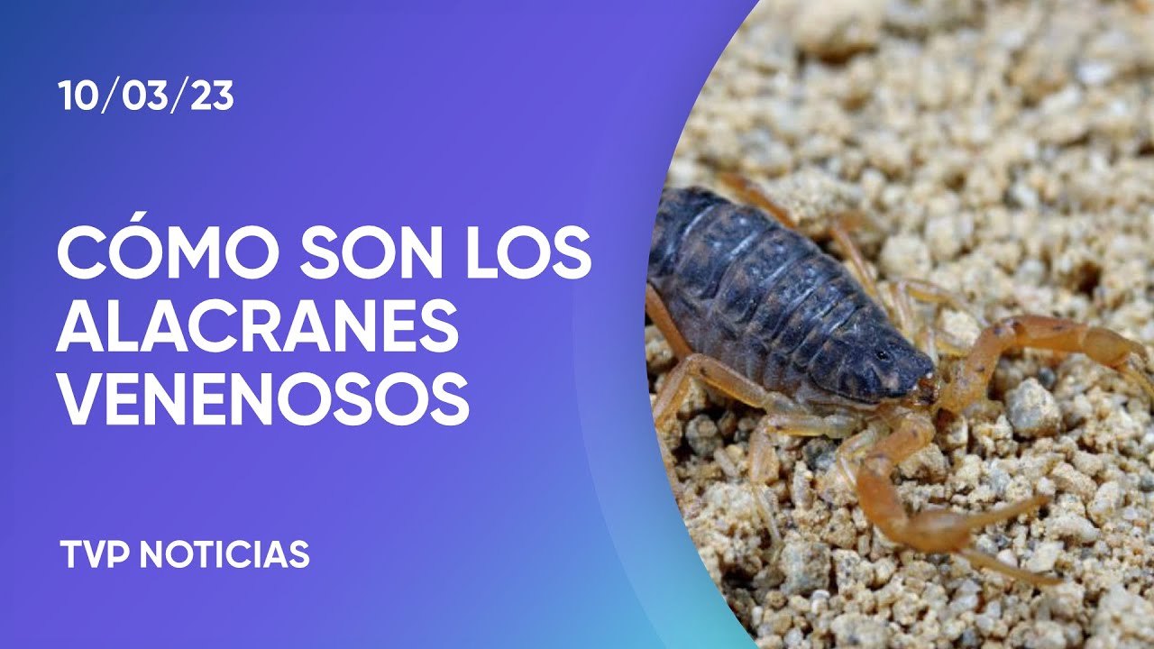Cómo distinguir alacrán macho de hembra