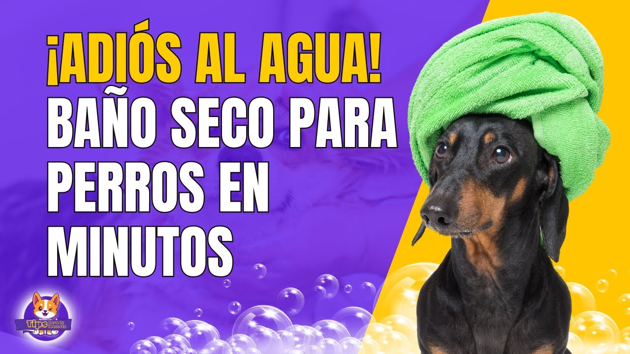 Cómo hacer un baño seco casero para perros