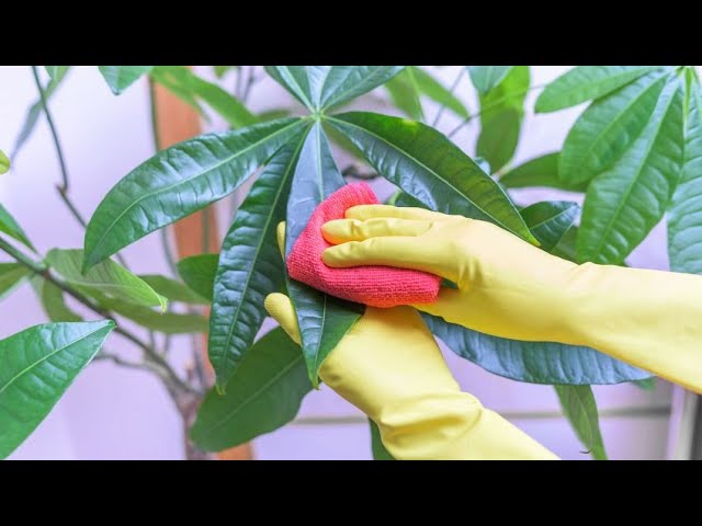 Cómo limpiar las hojas de tus plantas
