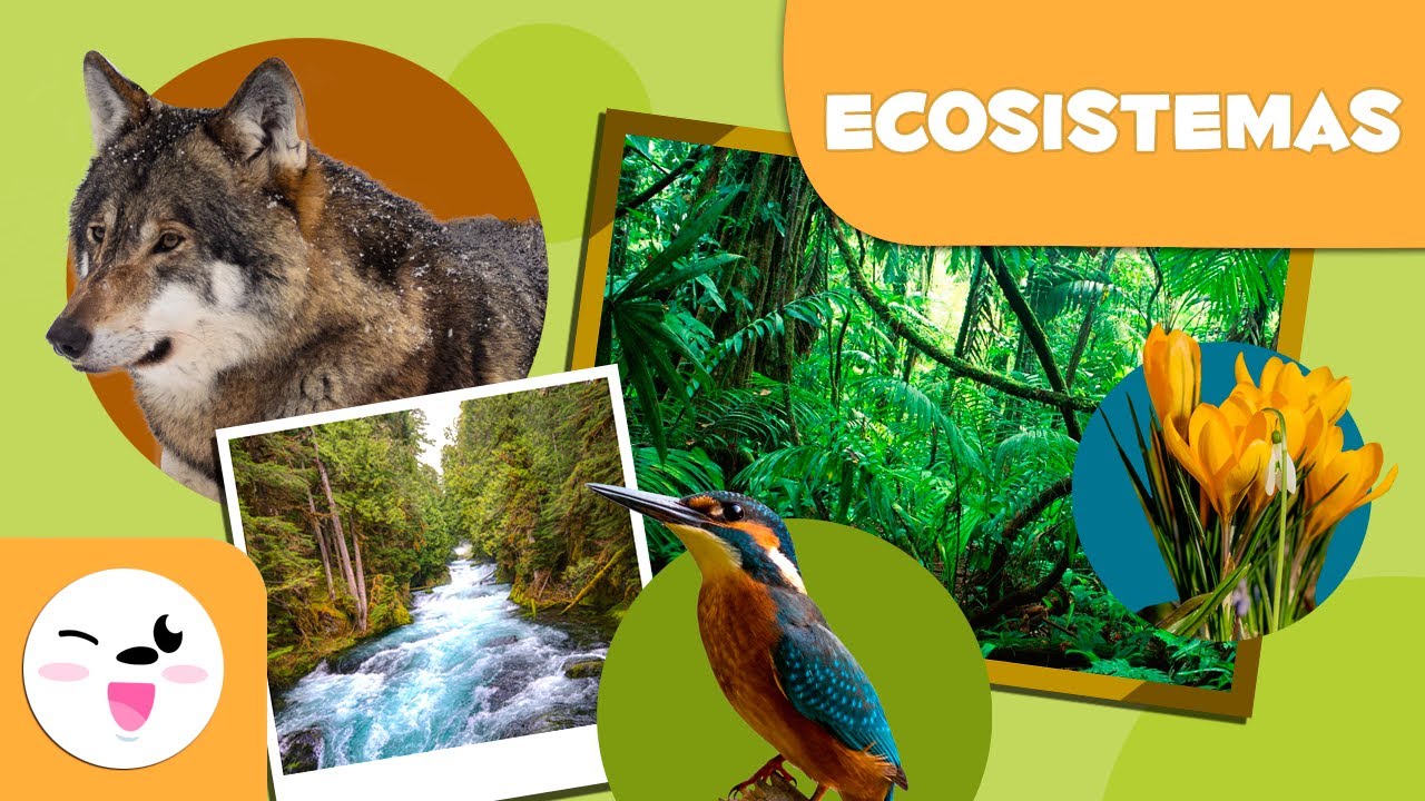 Componentes del ecosistema en Yucatán