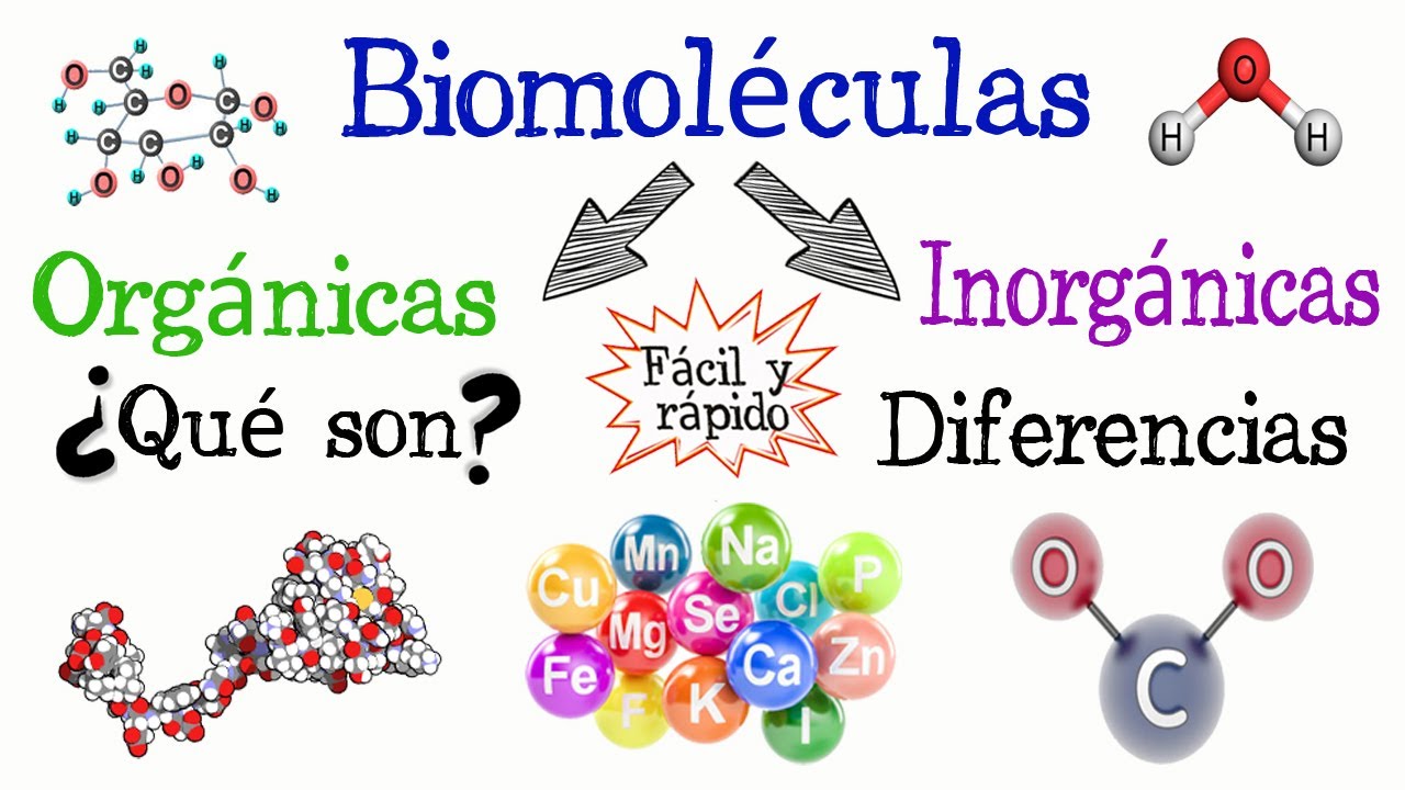 Componentes orgánicos e inorgánicos de la célula