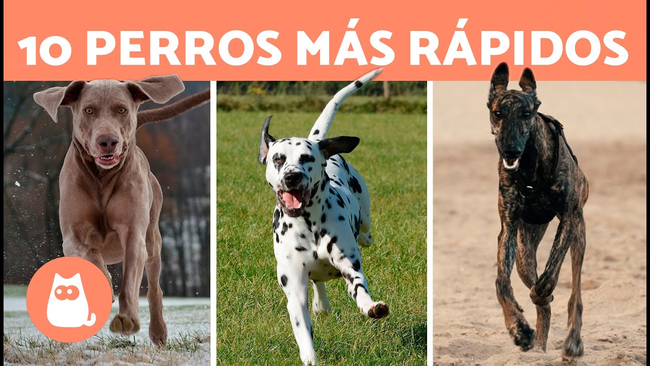 Conoce al perro más veloz del mundo