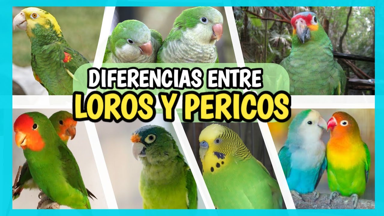 Conoce los tipos de pericos y sus nombres