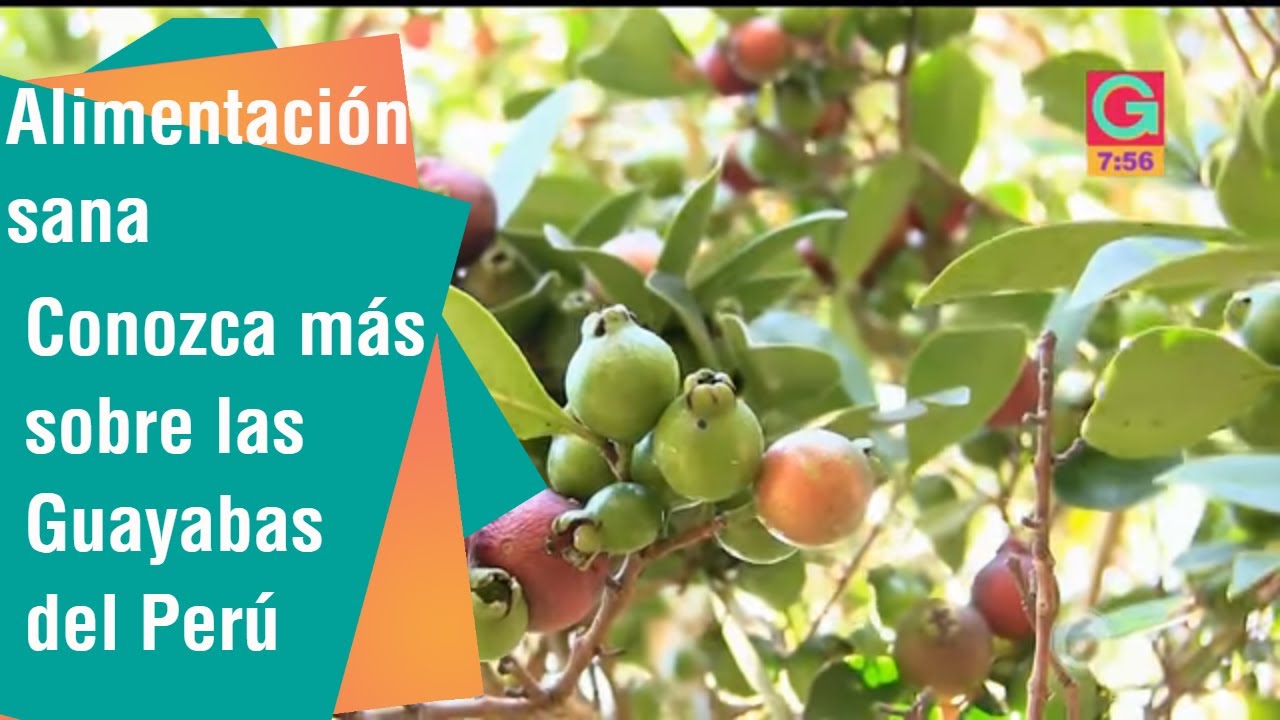 Conocida como se llama la guayaba en Perú