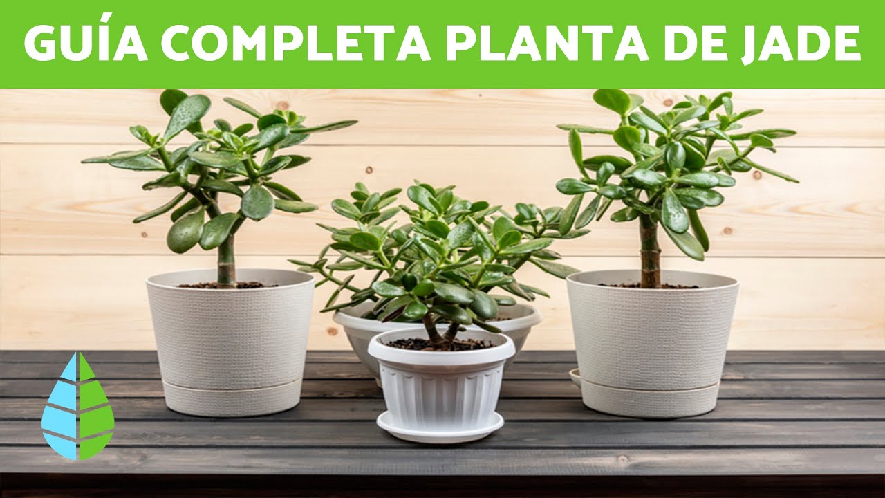 Consejos para cuidar un árbol de jade en maceta