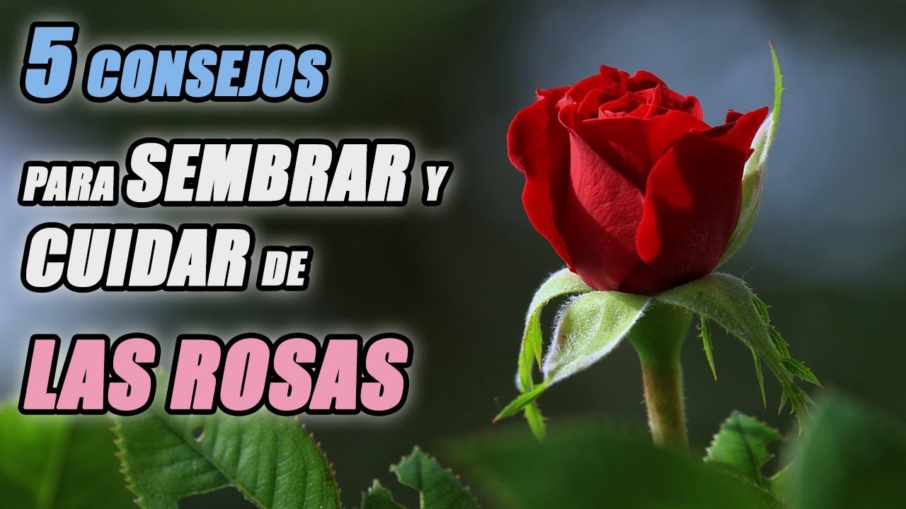 Consejos para cultivar rosas grandes y hermosas