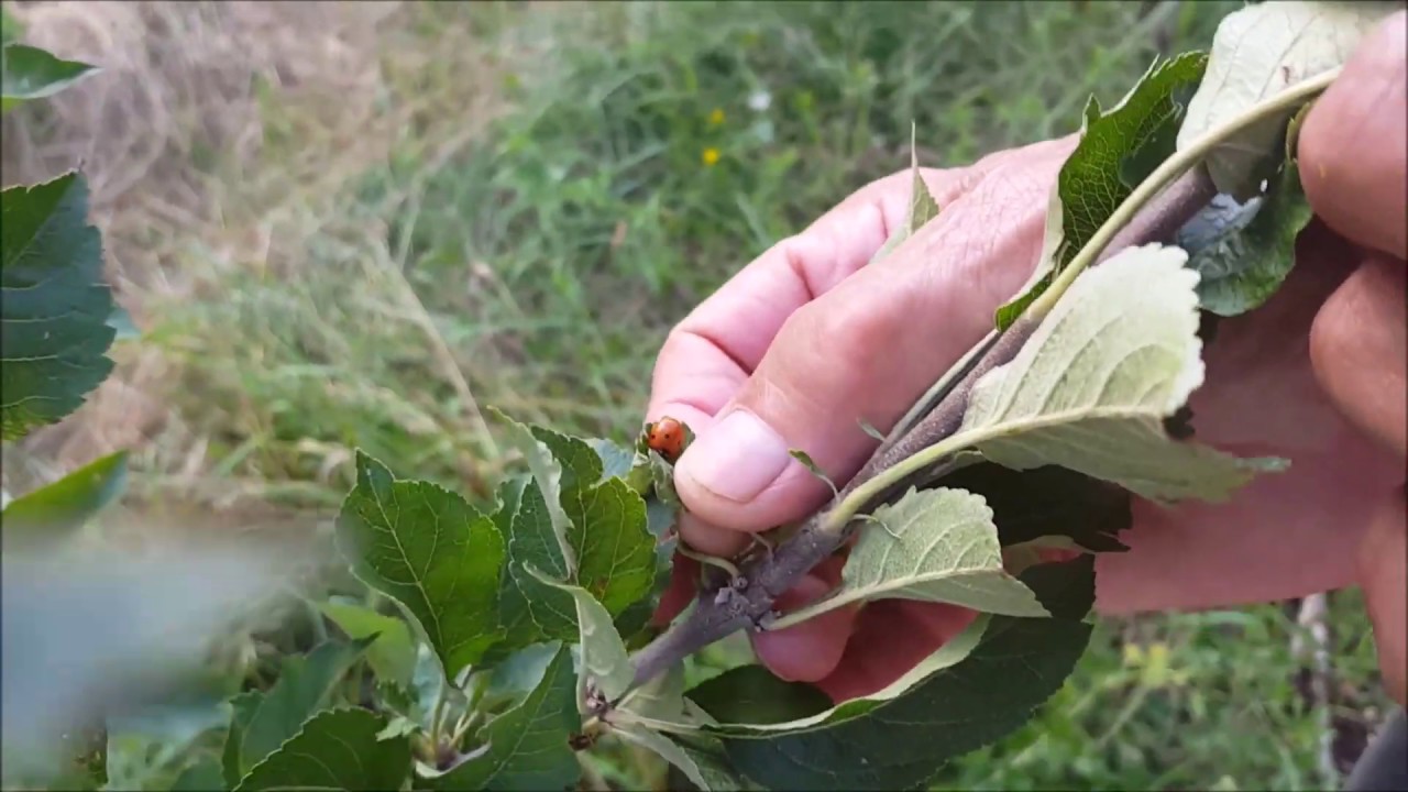 Control de plagas en la agricultura ecológica