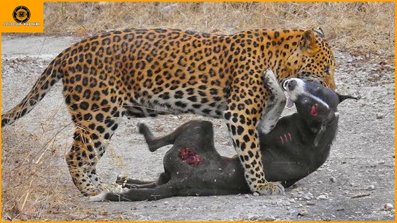 Cuando un leopardo se encuentra con un perro