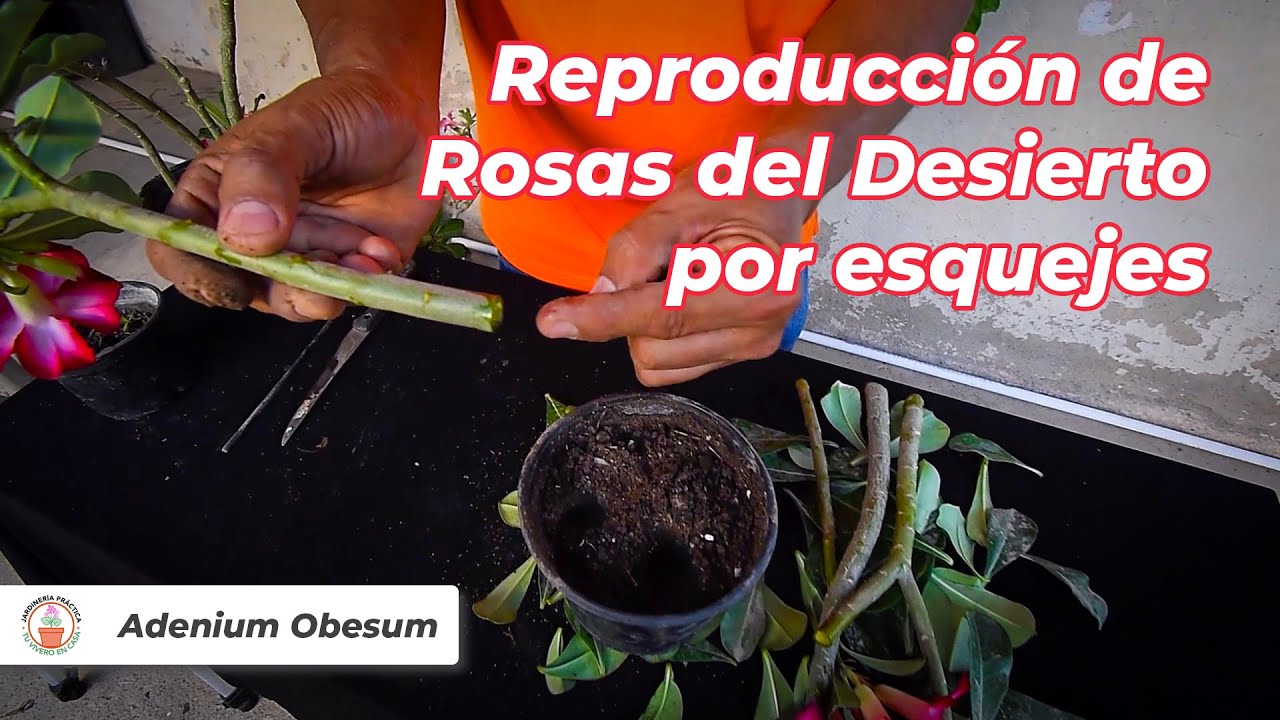 Cultivar la flor del desierto