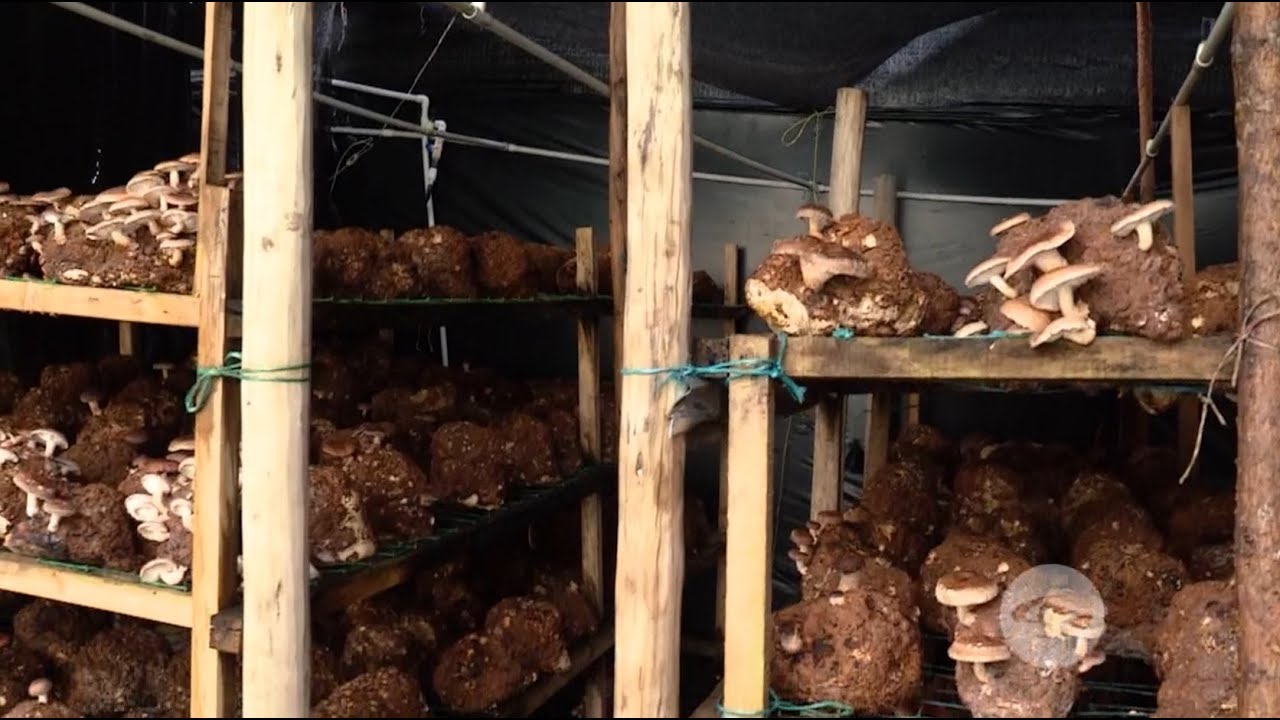 Cultivo de hongos comestibles en Costa Rica