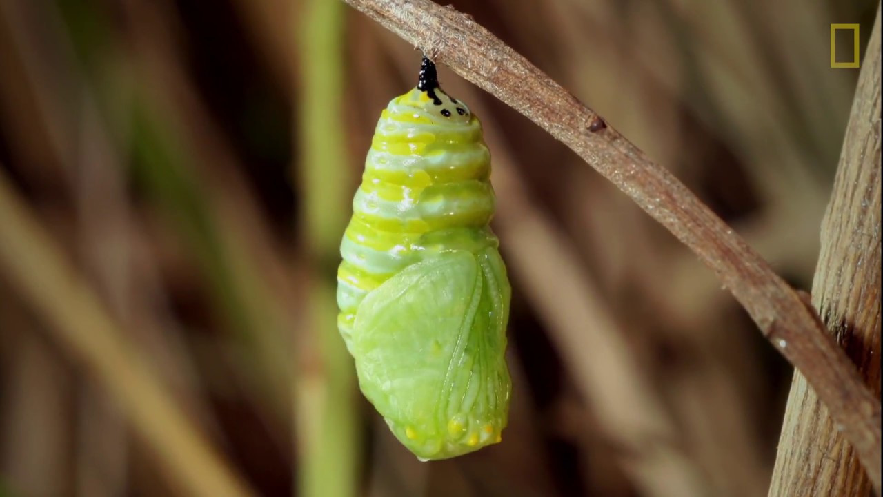 De oruga a mariposa para niños: un proceso fascinante