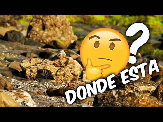 Descubre al animal camuflado entre las plantas