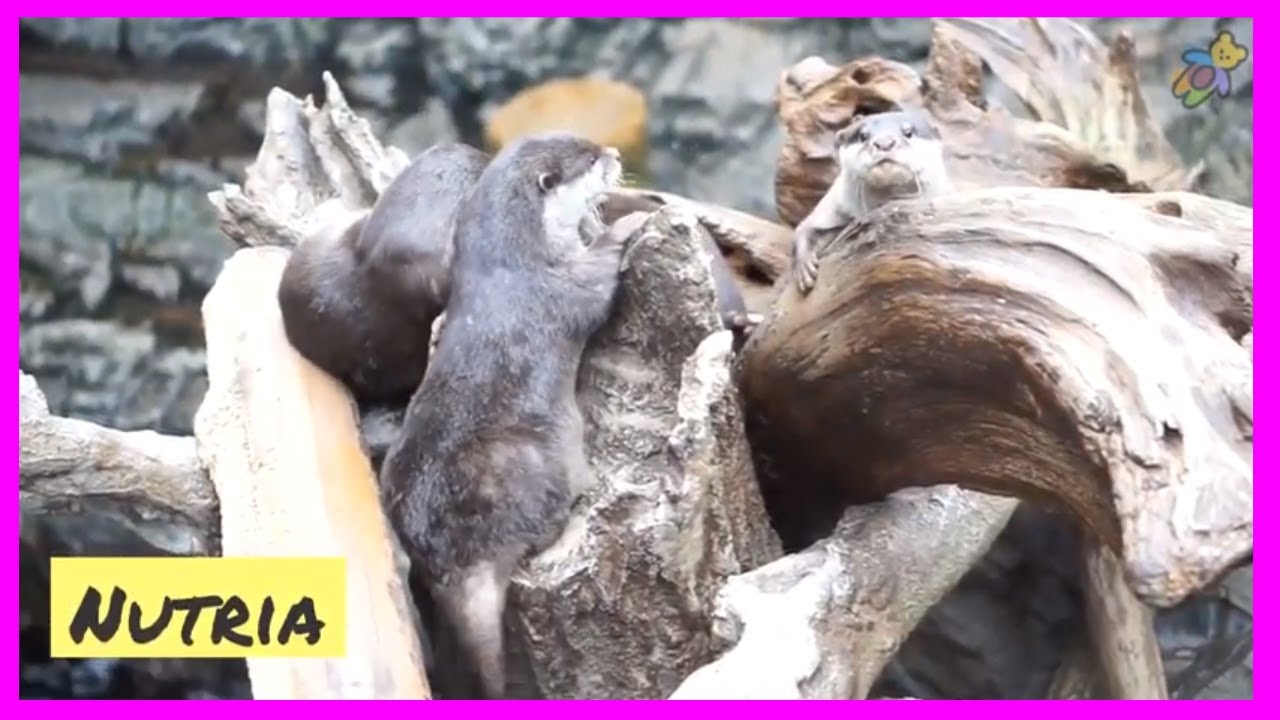 Descubre animales que comiencen con la letra N