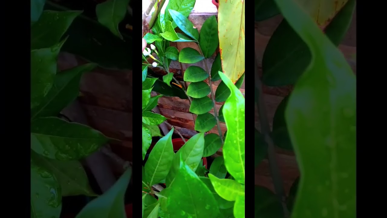Descubre el jazmín más fragante