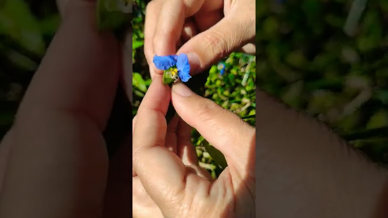 Descubre el nombre científico del árbol pata de cabra