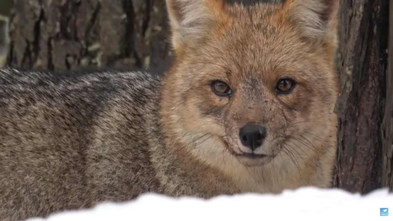 Descubre la vida de los zorros en el bosque