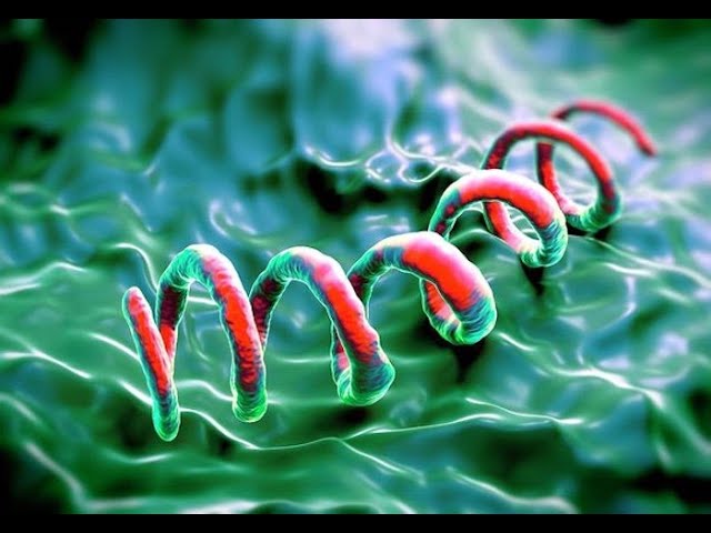 Descubre las Espiroquetas en Microbiología