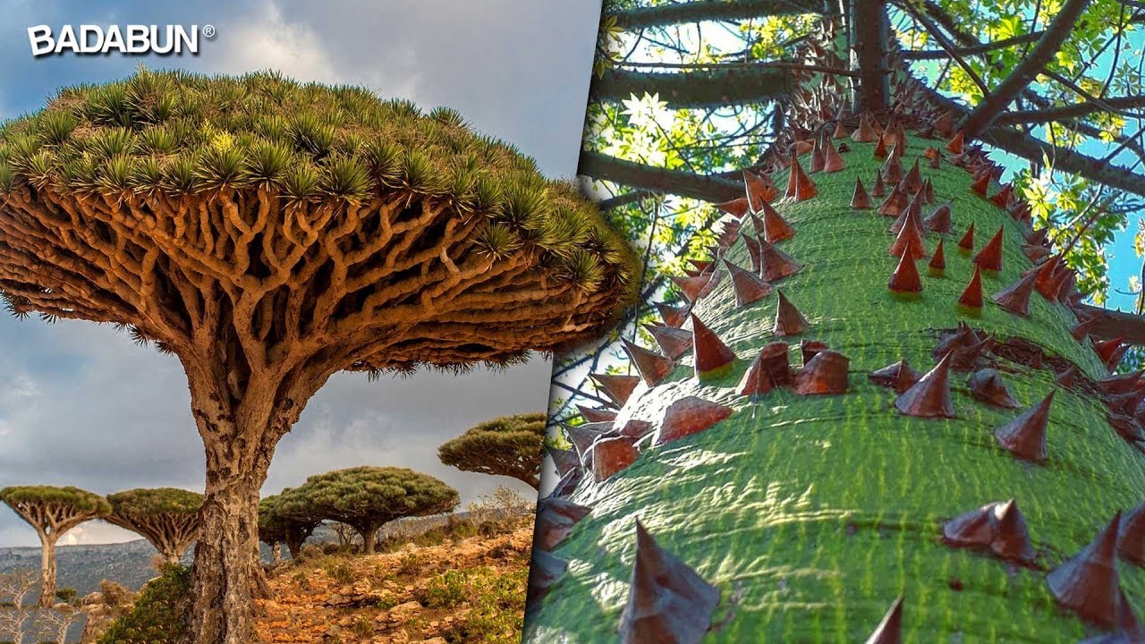 Descubre los 10 árboles más hermosos del planeta