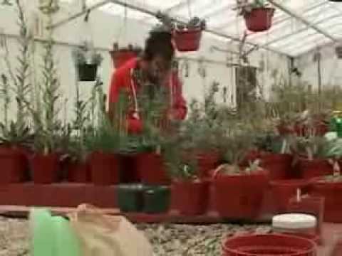 Descubre los jardines botánicos in situ
