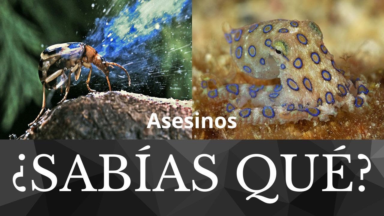 Descubre los secretos de los animales salvajes