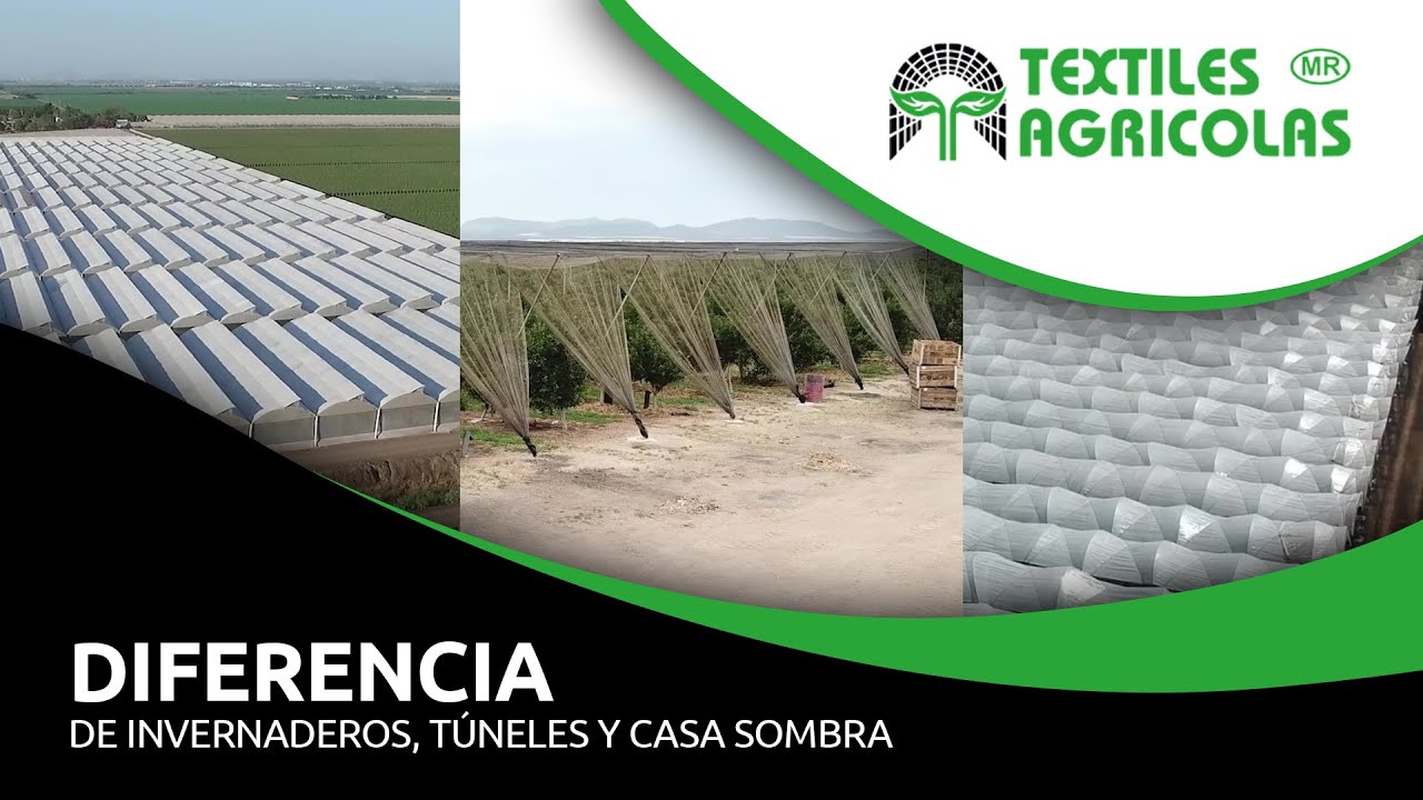 Diferencia clave: invernadero vs casa sombra