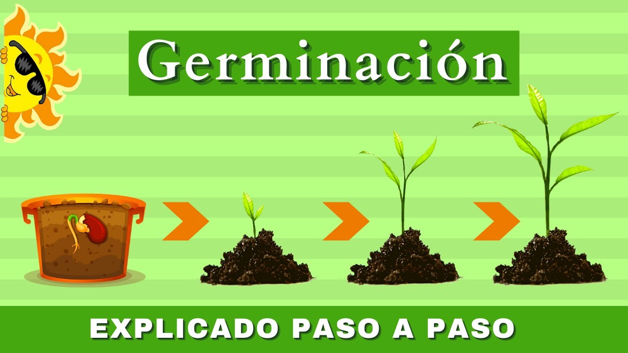 El Crecimiento de una Planta desde una Semilla: Paso a Paso