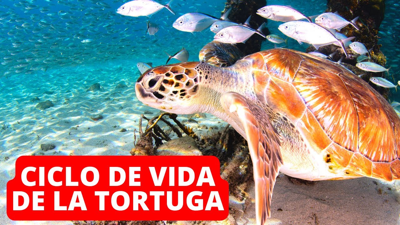 El Fascinante Ciclo de Vida de las Tortugas Marinas