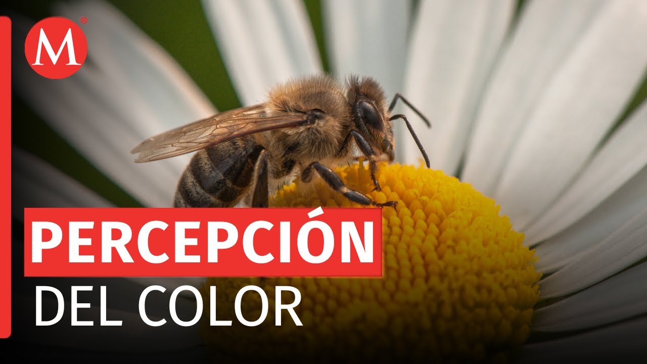 El enigma detrás del color de las flores