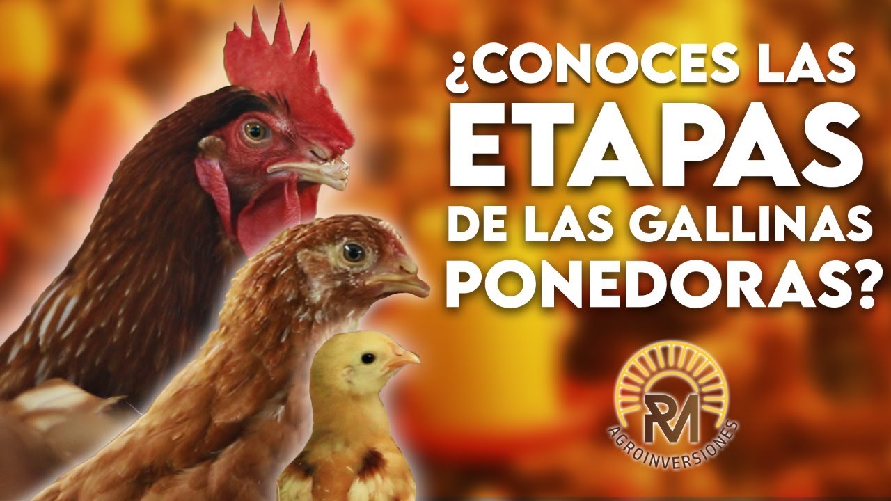 El inicio de la puesta de gallinas
