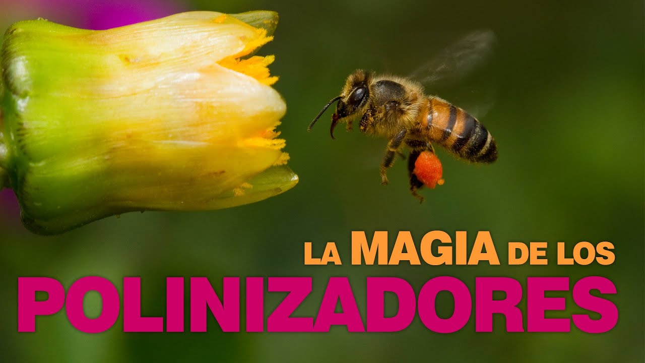 El maravilloso proceso de polinización por las abejas
