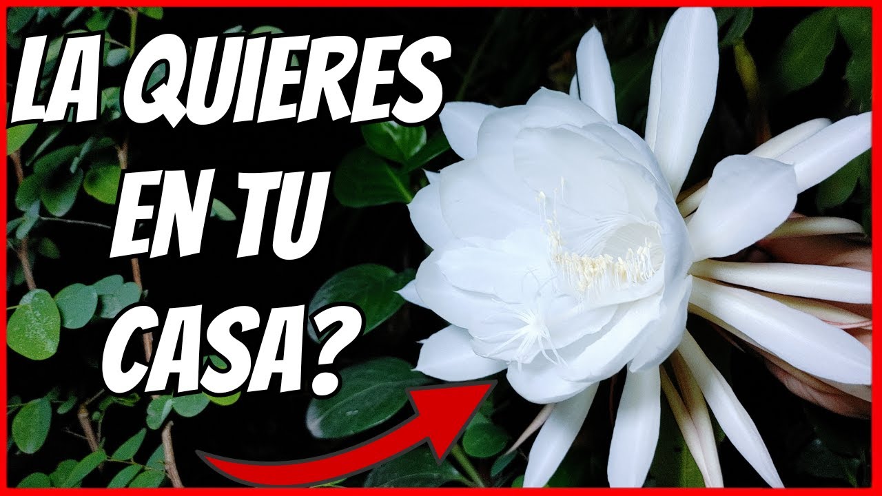 El misterio de la dama de noche sin flores