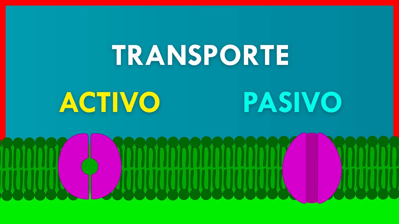 El transporte de sustancias en los seres vivos