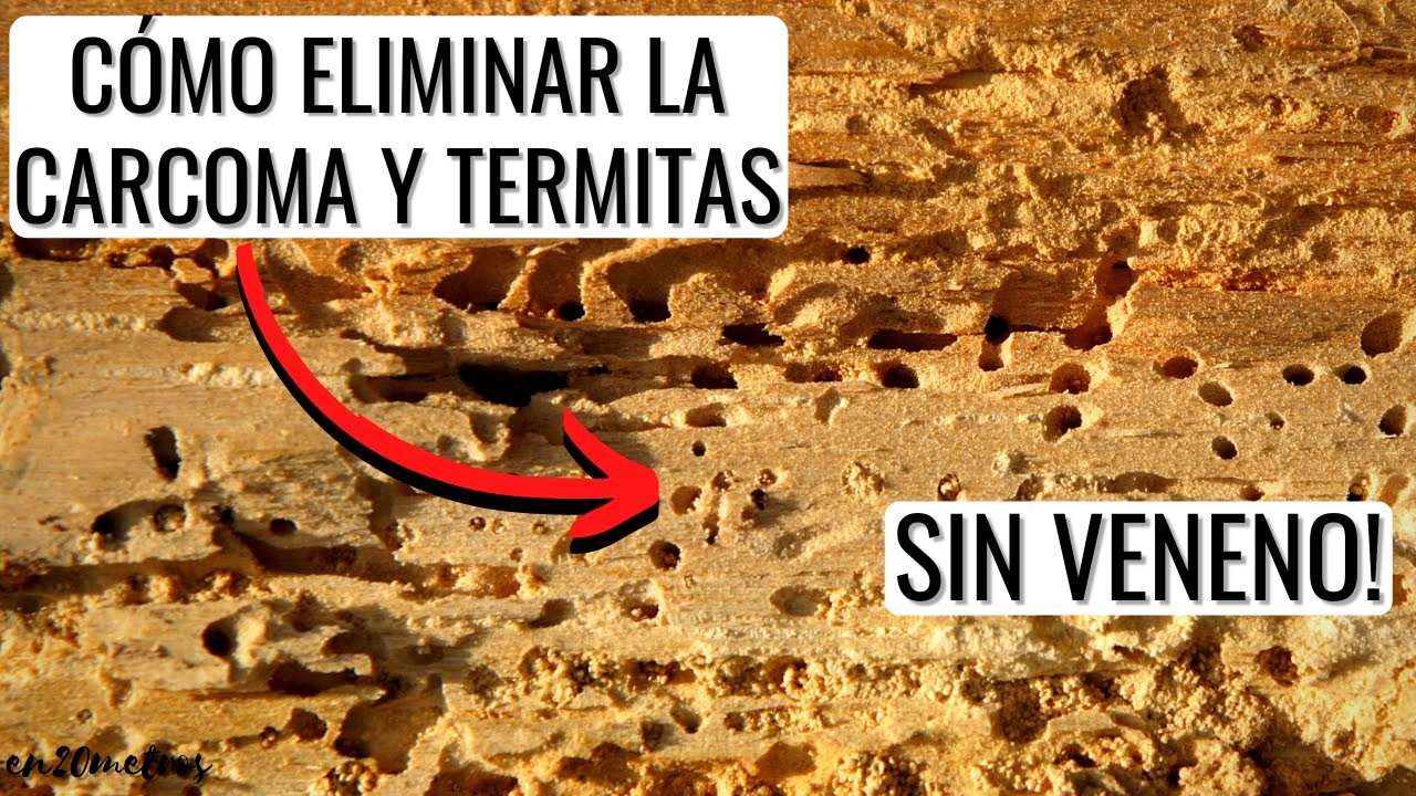 Erradicar la polilla de la madera