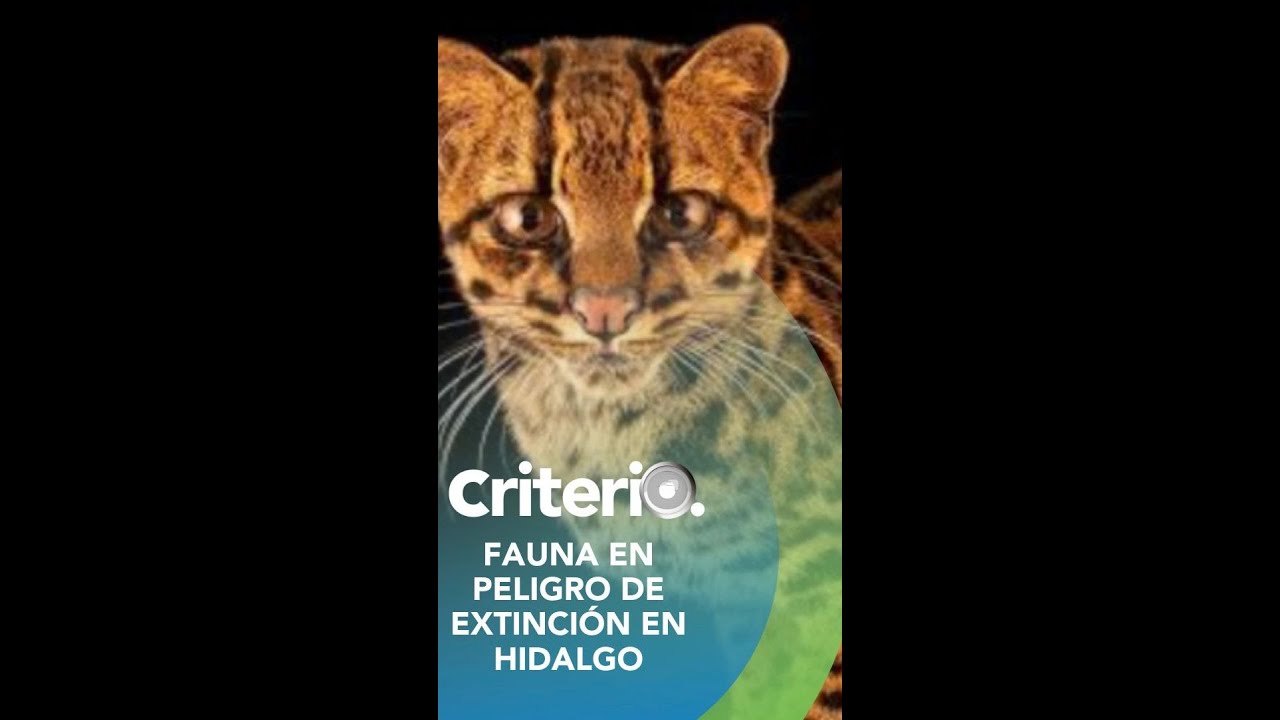 Especies en peligro de extinción en Hidalgo