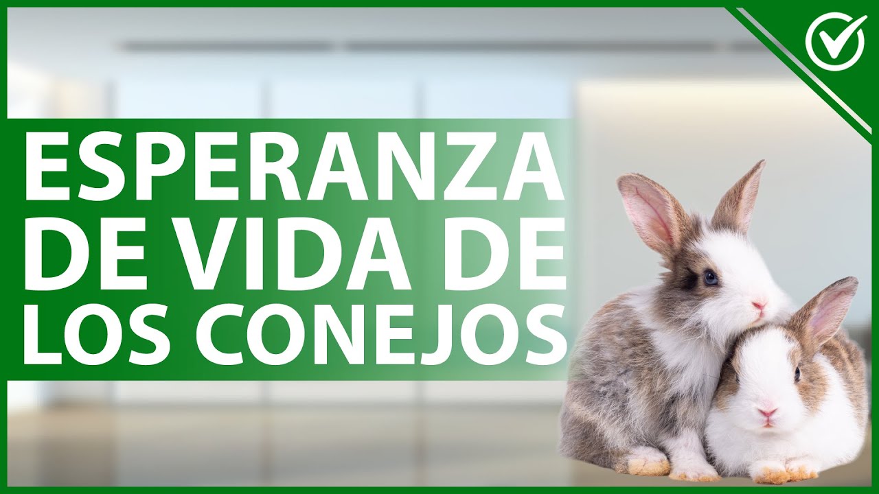 Esperanza de vida de un conejo