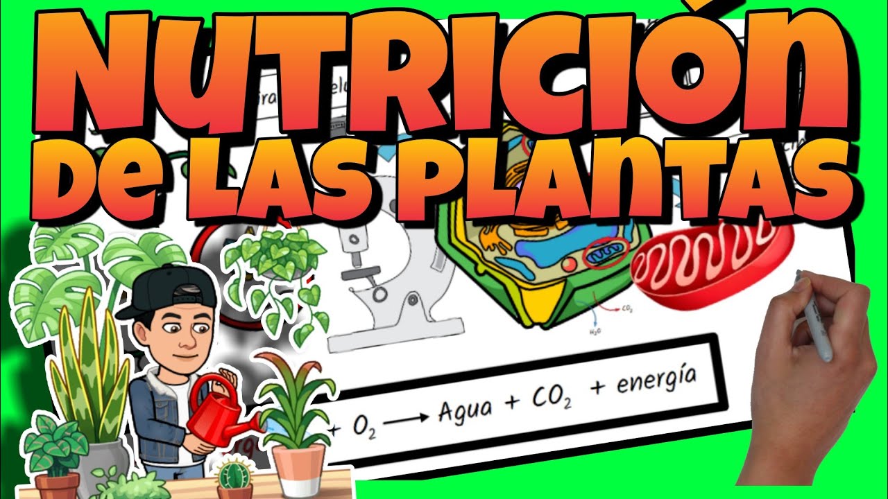 Esquema de nutrición en plantas: descúbrelo