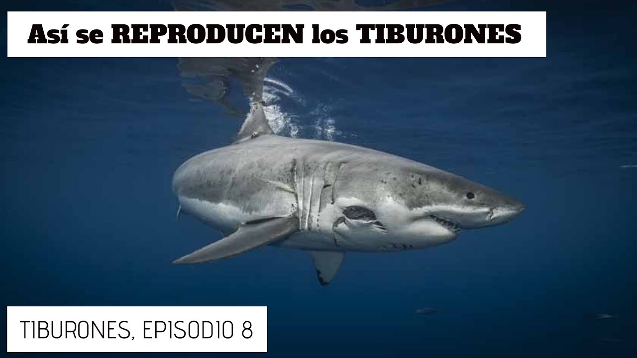 Etapas del desarrollo embrionario del tiburón