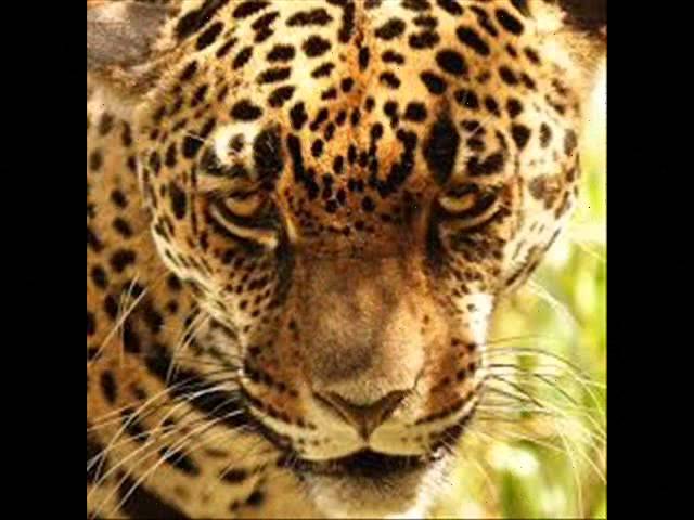 Explora la biodiversidad de la flora y fauna de Costa Rica