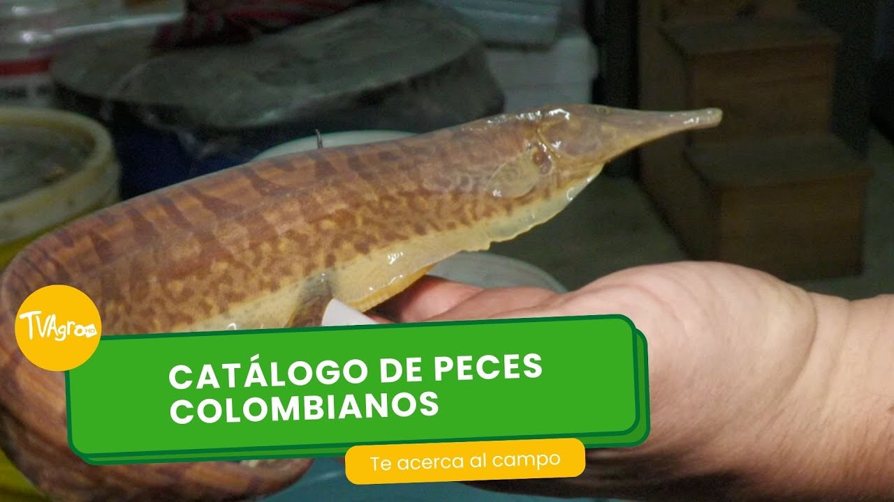 Explora un catálogo de peces de agua dulce