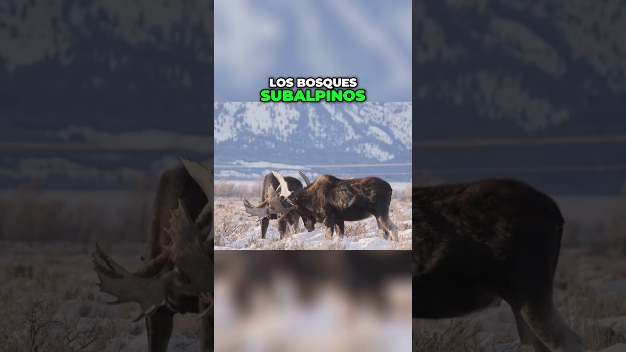 Explorando la flora y fauna del bosque mesófilo