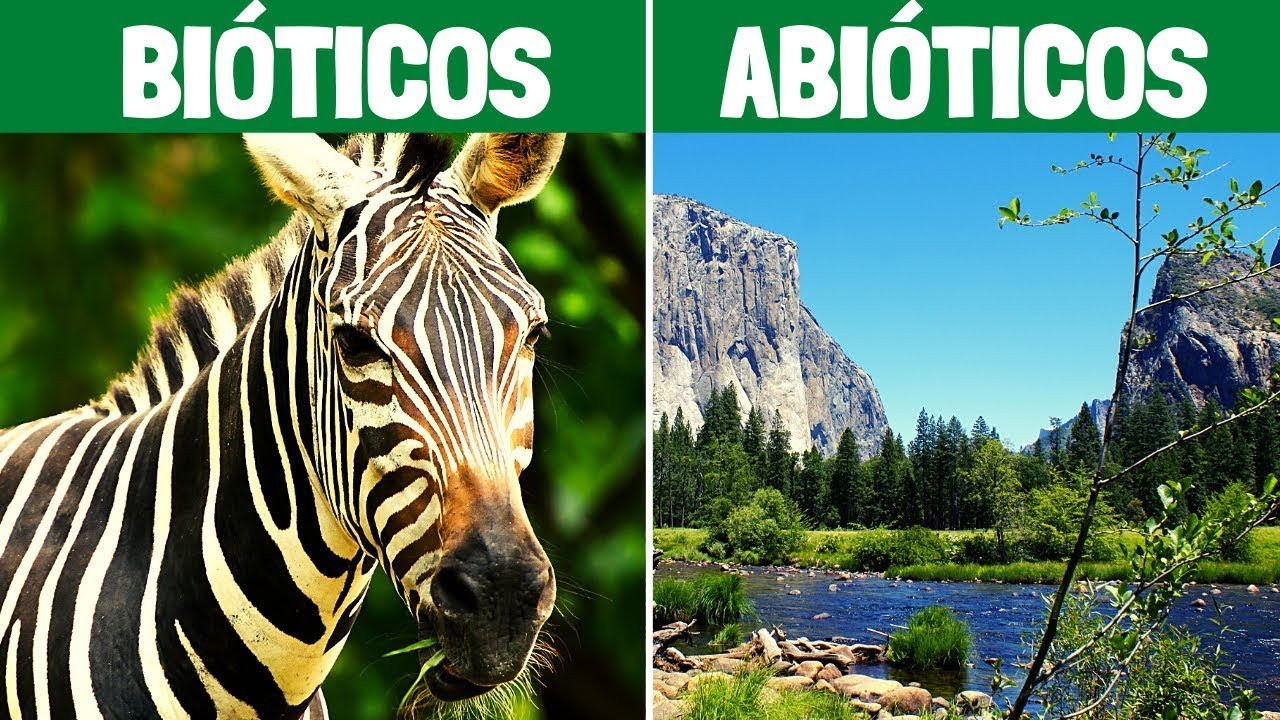 Factores de la selva: bióticos y abióticos
