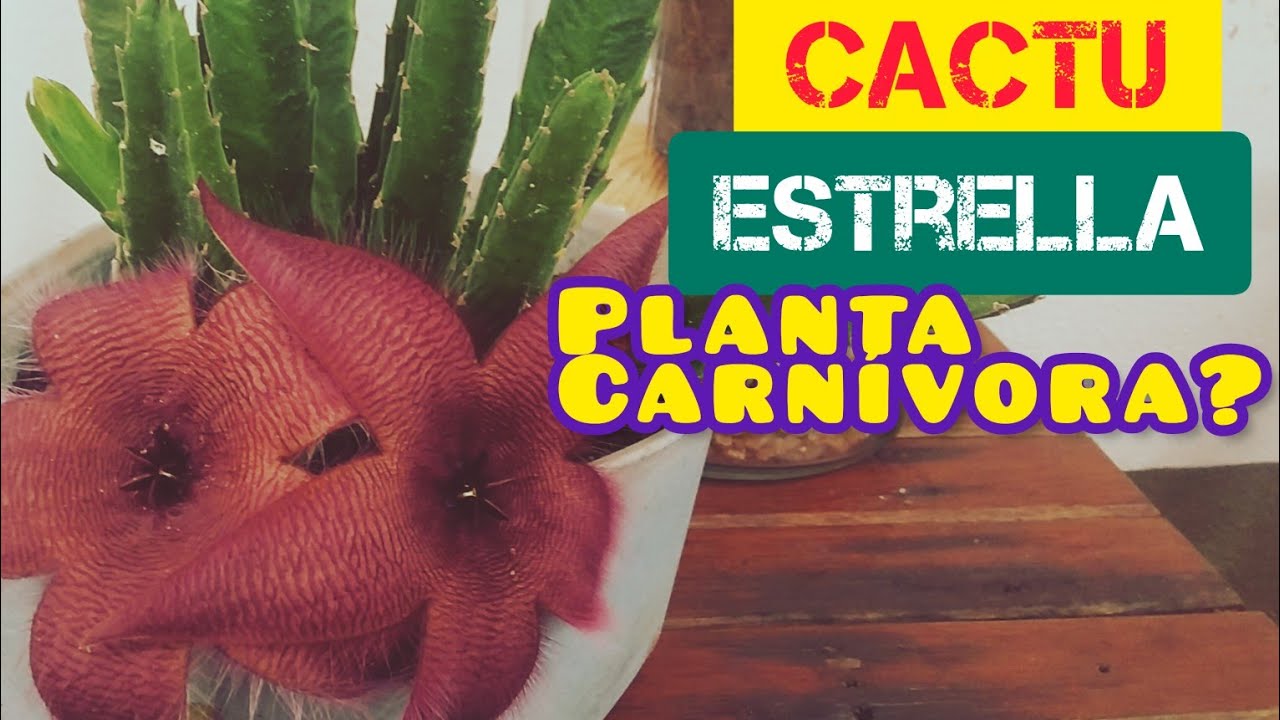 Flor de Cactus en Forma de Estrella: Belleza Natural