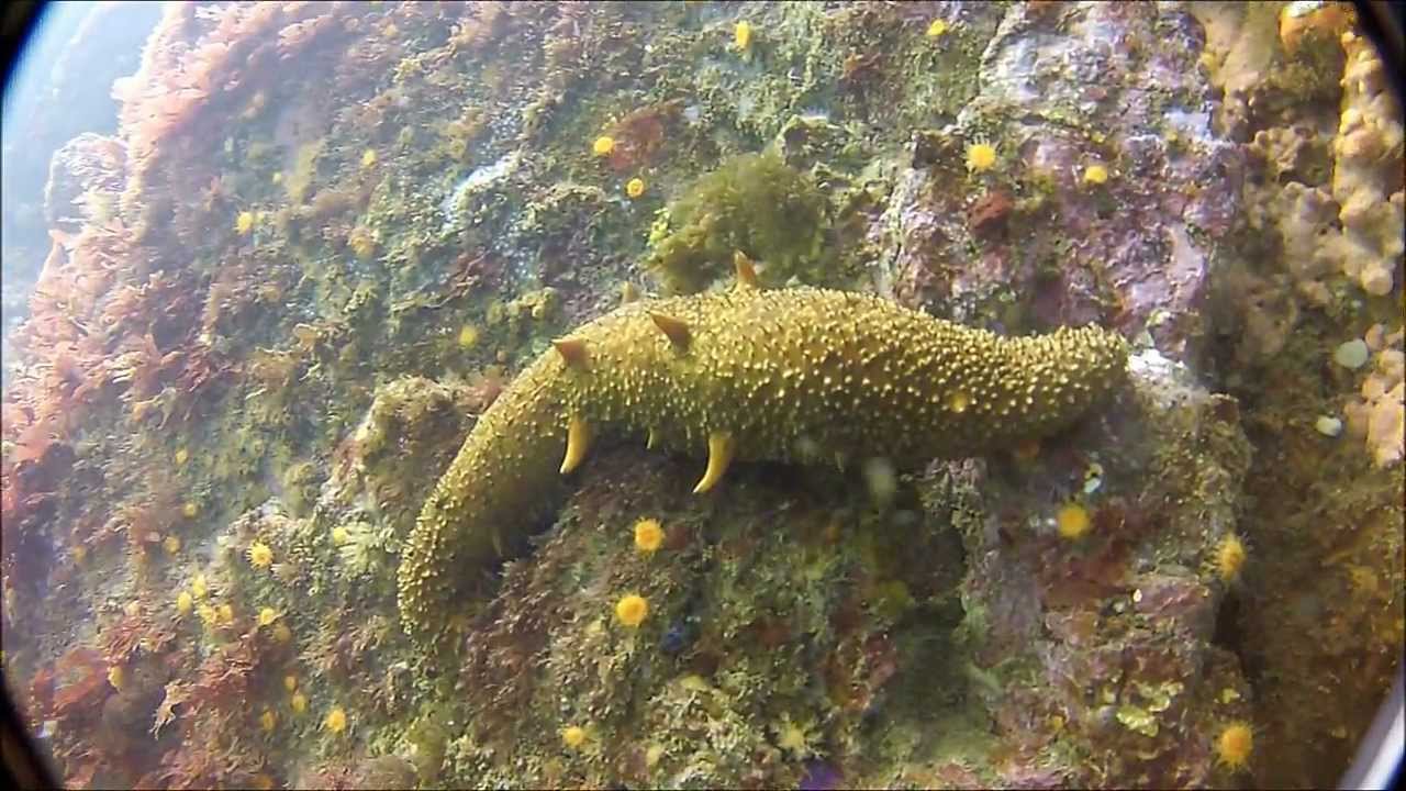 Flora y fauna de Baja California